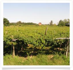I vigneti
