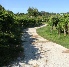 Erbaluce di Caluso